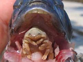 balik paraziti-91.jpg